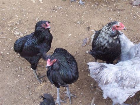 rumpless chickens|Iba pa.
